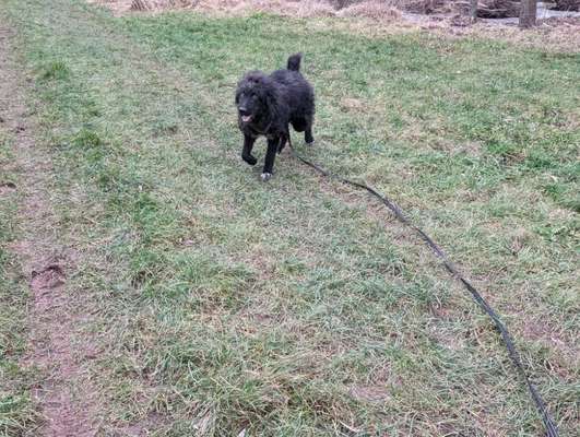 Hundetreffen-Training für Junghund-Bild