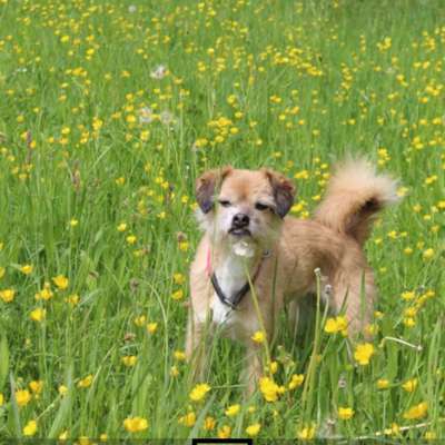 Die Dogorama Kalender Challenge 4/4-Beitrag-Bild