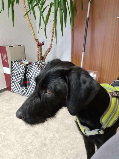 Magyar Vizsla UK-Beitrag-Bild