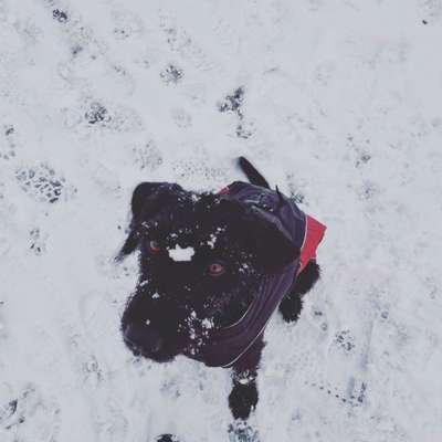 Dogorama Photo Challenge - Es wird nochmal kalt!-Beitrag-Bild