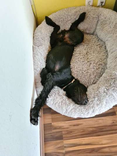 Die Dogorama Wochen Challenge-Beitrag-Bild