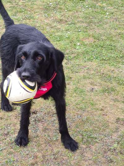 Die Dogorama Wochen Challenge-Beitrag-Bild