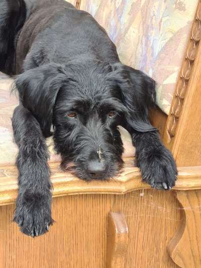 Die Dogorama Kalender Challenge 4/4-Beitrag-Bild