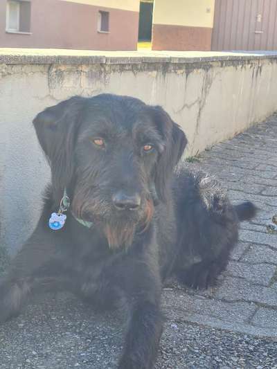 Wie heißt dein Hund?-Beitrag-Bild