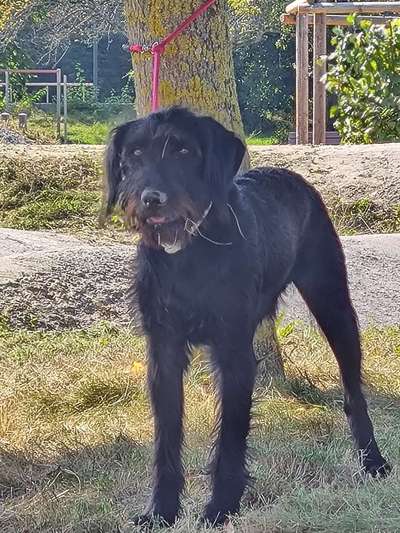 Die Dogorama Kalender Challenge Titelbild-Beitrag-Bild