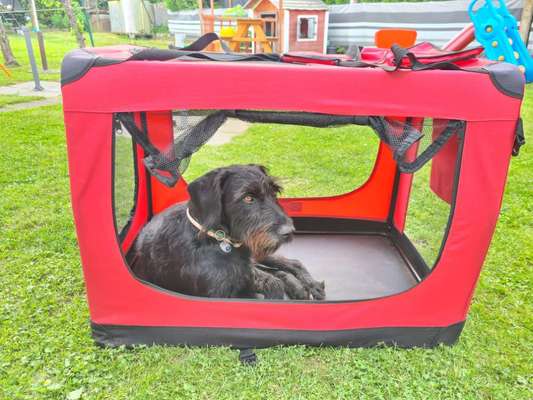 Sind hier Deutsch Kurzhaar/ Jagdhunde?-Beitrag-Bild