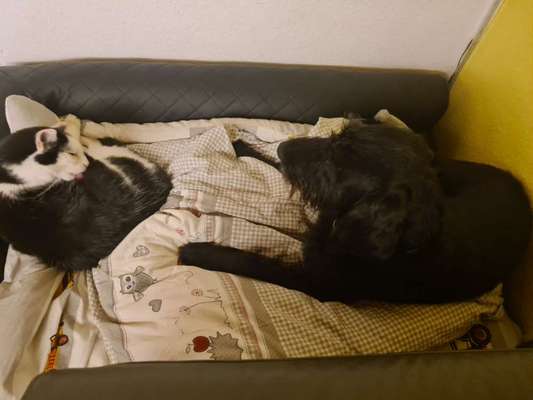 Hund und Katz Momente-Beitrag-Bild