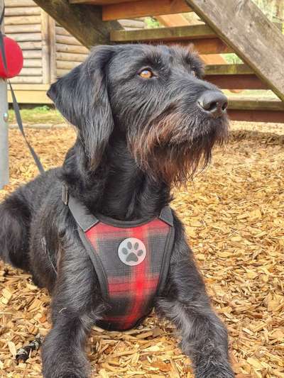 Auslandstierschutz-Beitrag-Bild