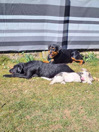 Dogorama Photo Challenge - Der Frühling kommt-Beitrag-Bild