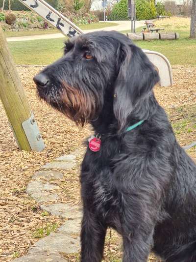 Wie heißt dein Hund?-Beitrag-Bild