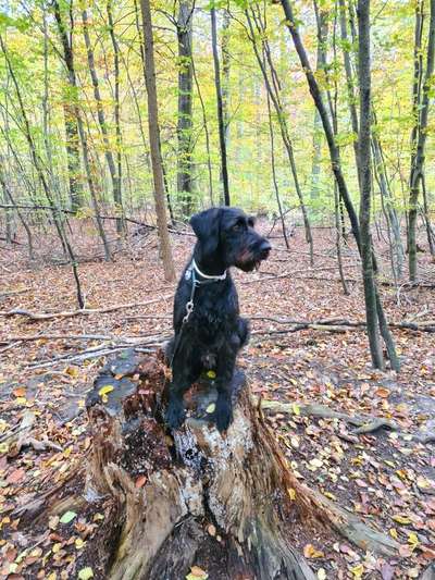 Sind hier Deutsch Kurzhaar/ Jagdhunde?-Beitrag-Bild