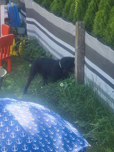 Immer der Nase nach - die schönsten Jagdhund-Bilder-Beitrag-Bild