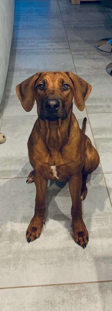 Rhodesian Ridgeback-Beitrag-Bild