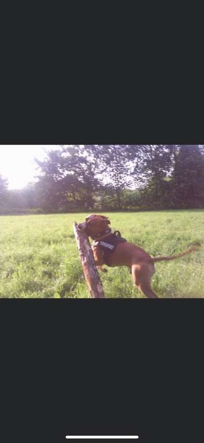 Dogorama Photo Challenge - Apportieren-Beitrag-Bild