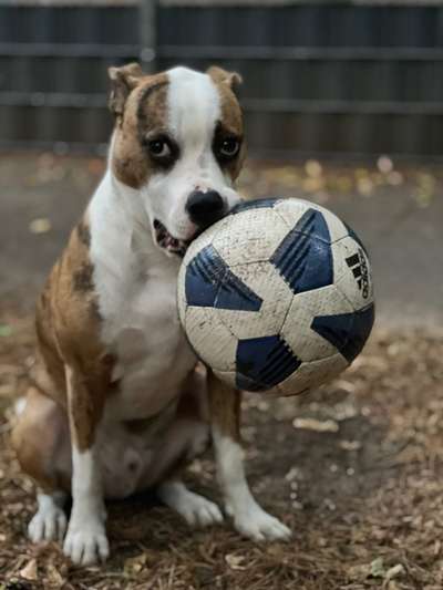 Dogorama Photo Challenge - Apportieren-Beitrag-Bild