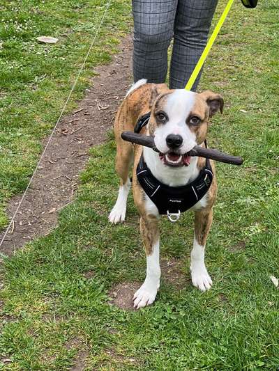 Dogorama Photo Challenge - Apportieren-Beitrag-Bild