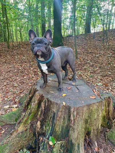 Hundetreffen-Bullyrunden am Strand oder Wald-Bild