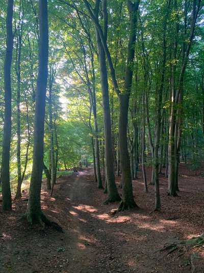 Hundeauslaufgebiet-Hundewald Vieburger Gehölz-Bild