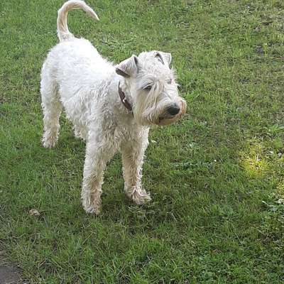 Gibt es hier Irish Soft Coated Wheaten Terrier Besitzer?-Beitrag-Bild