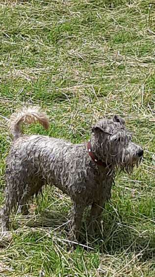 Gibt es hier Irish Soft Coated Wheaten Terrier Besitzer?-Beitrag-Bild