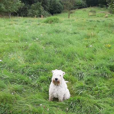 Gibt es hier Irish Soft Coated Wheaten Terrier Besitzer?-Beitrag-Bild