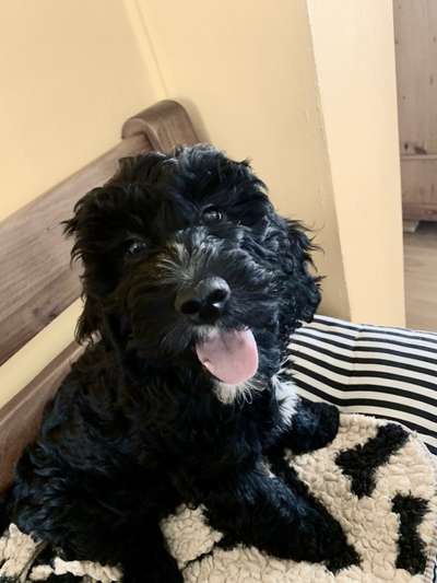 Rassen und ihre Eigenschaften-Beitrag-Bild