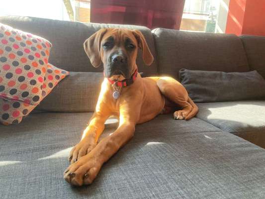 Rhodesian Ridgeback-Beitrag-Bild