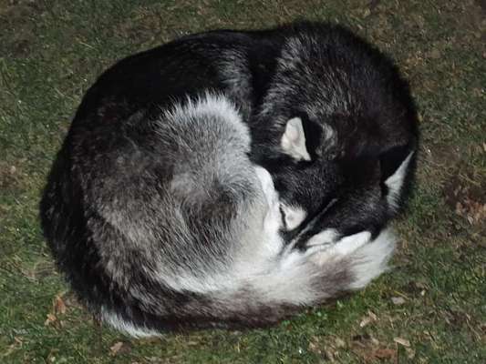 Lieblingsbild von euren Hunden?-Beitrag-Bild