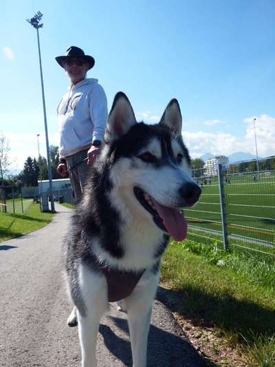 Husky-Beitrag-Bild