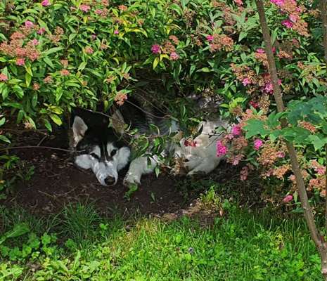 Die Dogorama Kalender Challenge 4/4-Beitrag-Bild