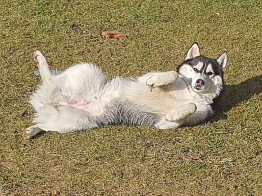 Husky-Beitrag-Bild