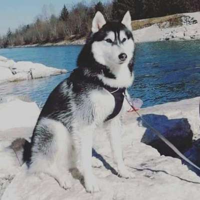 Hunderunde-Beitrag-Bild