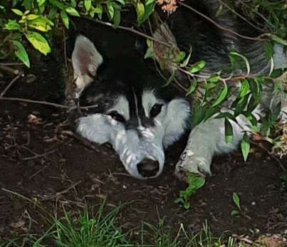 Die Dogorama Kalender Challenge Titelbild-Beitrag-Bild