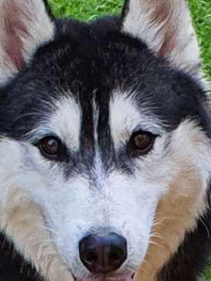 Fotochallange Nr. 57     PORTRÄT.   Beendet!!!!!!!!-Beitrag-Bild