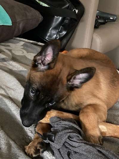 Welpen Bilder !-Beitrag-Bild