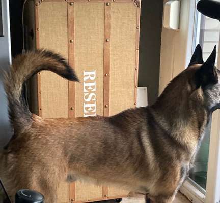 FOTO CHALLENGE 77 - Dein Hund im Spiel-Beitrag-Bild