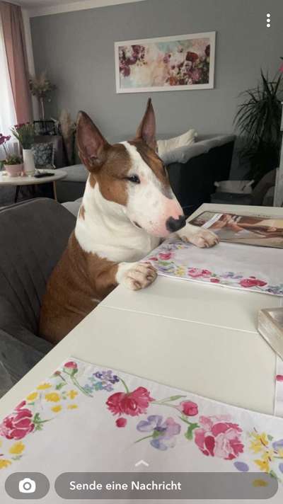 Miniatur Bull Terrier-Beitrag-Bild