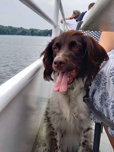 Die Dogorama Wochen Challenge-Beitrag-Bild