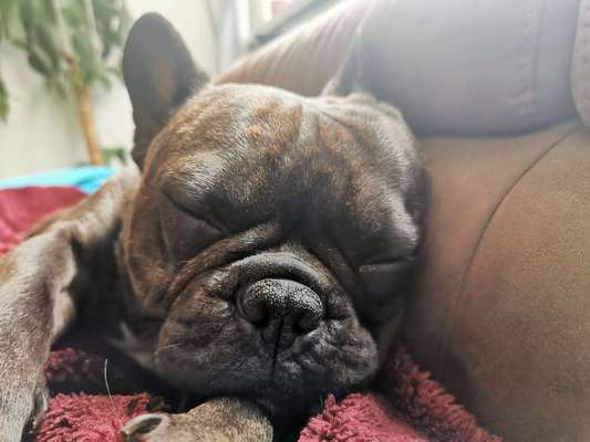 Zeigt her eure Frenchi-Beitrag-Bild