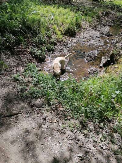 Dogorama-Monats-Challenge-Mai "Wasser"-Beitrag-Bild