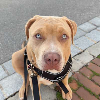 Hundetreffen-Trainingspartner für meinen Welpen-Bild