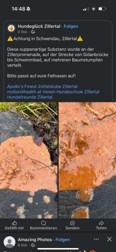 Giftköder-Braune Substanz auf meheren Stellen-Bild