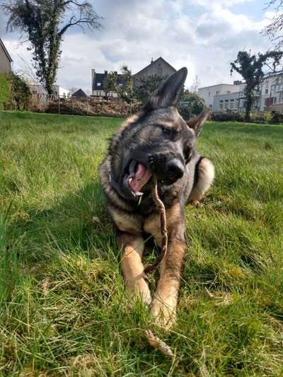 Hundetreffen-Training und sozialer Kontakt/Spielen-Bild