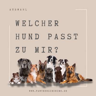 Giftköder-Welcher Hund passt zu mir?-Bild