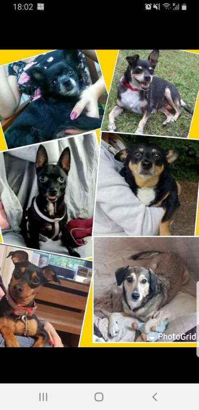 Tierschutzhund ist meine Lieblingsrasse-Beitrag-Bild