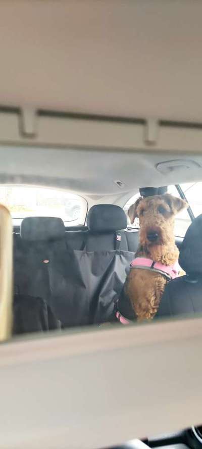 Welchen Hund hast du?-Beitrag-Bild