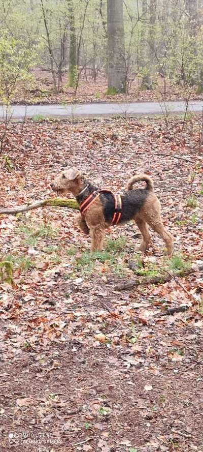 Dogorama Photo Challenge - Tarnung ist alles-Beitrag-Bild