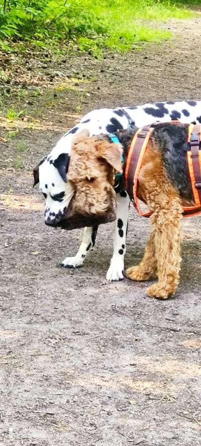 Die Dogorama Wochen Challenge "Friends will be Friends"-Beitrag-Bild