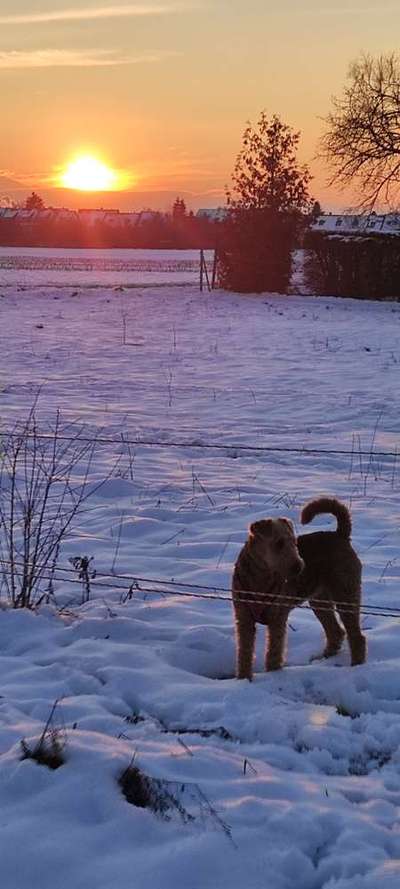 Dogorama Photo Challenge - Winterstimmung-Beitrag-Bild