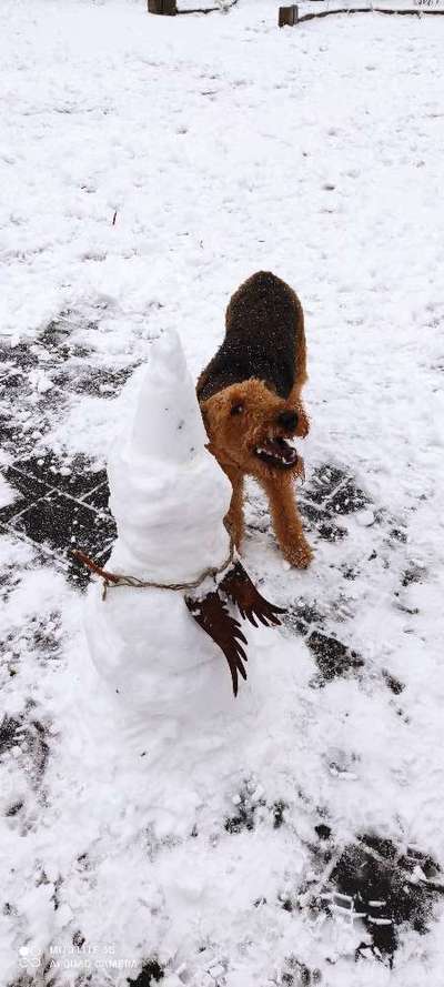 Die Dogorama Kalender Challenge Titelbild-Beitrag-Bild